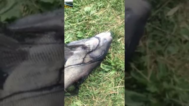 Рыбалка. Ловля на ставке "Карпівка". смотреть онлайн