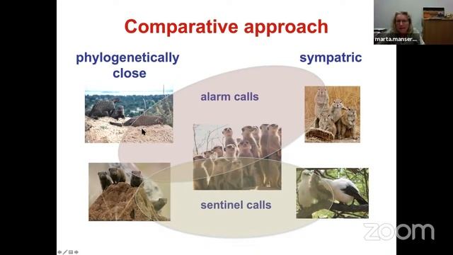 Marta Manser, Vocal Diversity and Its Evolution in Animals, 1 Dec 2020 смотреть онлайн