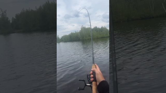 Большой дикий карп на английскую матчевую удочку #float #floatfishing #поплавок #рыбалка #карп смотреть онлайн