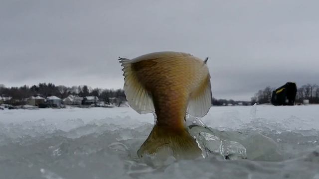 Balalaika: Ultra-Sensitive Palm Rod Setup | Panfish Ice Fishing смотреть онлайн