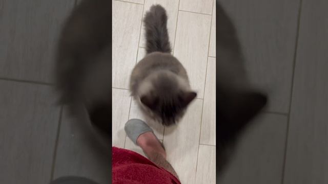 Мейнкун просит кушать смотреть онлайн