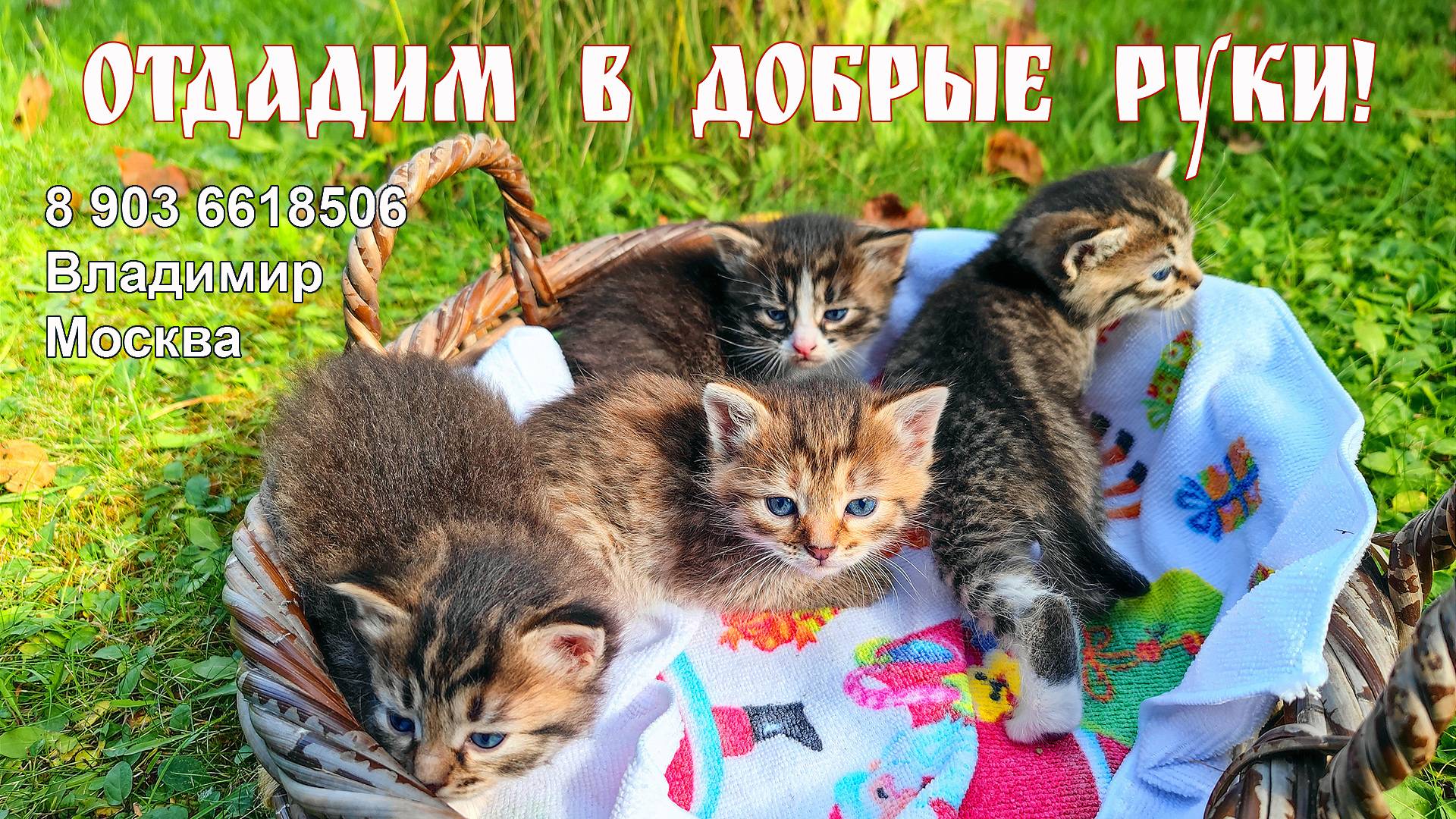 4 очаровательных котёнка ищут Дом и ваши добрые руки! смотреть онлайн