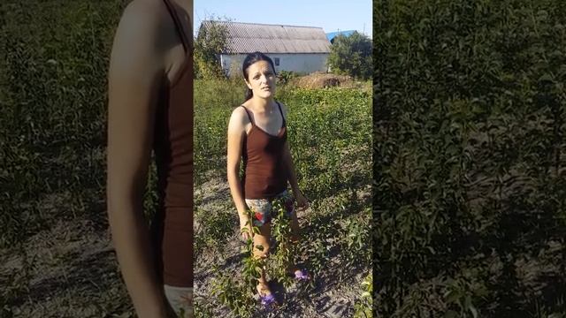 Окулеровка смотреть онлайн