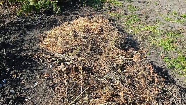 Высадила чеснок/Леплю пельмени