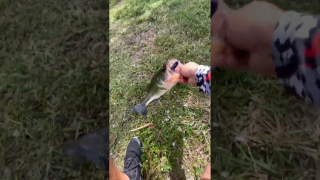 Nice bass on the purple mutant toad! Link in bio! #urbanfloridafishing #bassfishing #mutanttoad смотреть онлайн