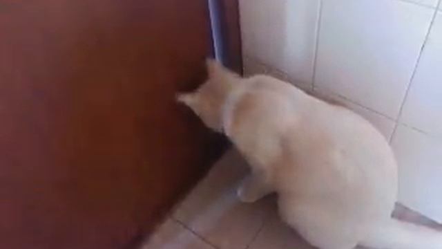 Gatito que abre la puerta impresionante jaja смотреть онлайн