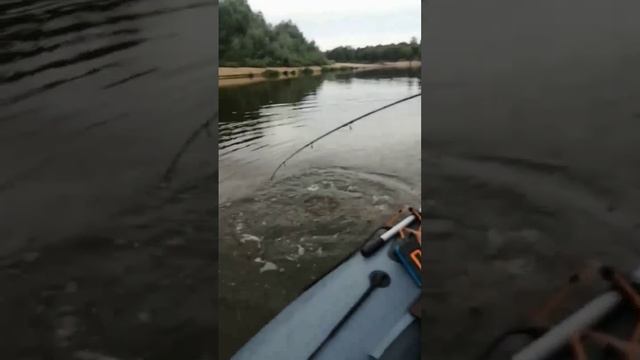 наглый сом на квок телёночек 8,6к смотреть онлайн