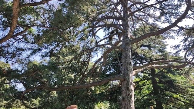 Крым г Алупка. Воронцовский парк смотреть онлайн