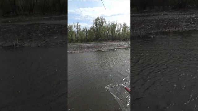 УДОЧКА ПОПОЛАМ #shortvideo #поплавок #рыбалка #сазан смотреть онлайн