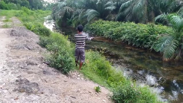 Mancing Ikan Gabus Teknik Casting, Umpan Alkha Lure Super Anti Mocel