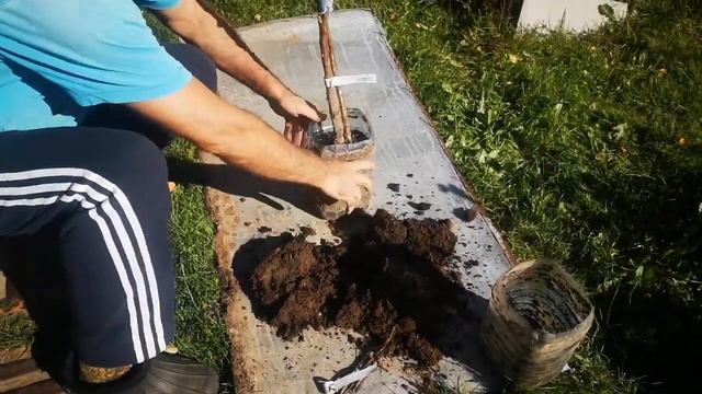 Беккер требует уничтожить саженцы. "Так не достанься ж ты никому" смотреть онлайн