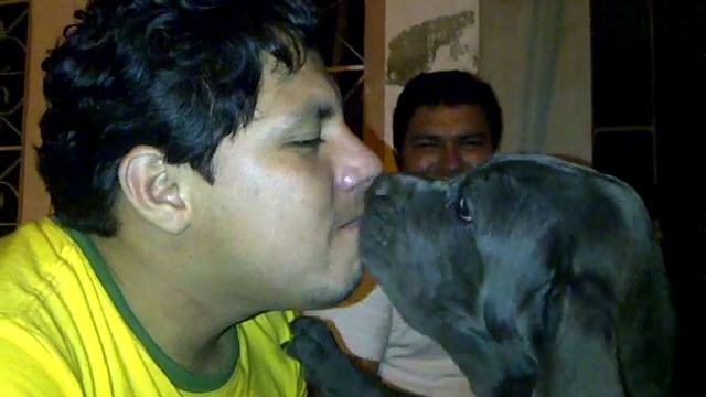 Besito con cachorro de mastin napolitano смотреть онлайн