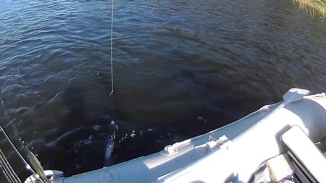 YO-ZURI 3DB KNUCKLE BAIT (S) 5/8OZ. Ловля и впечатления от приманки смотреть онлайн