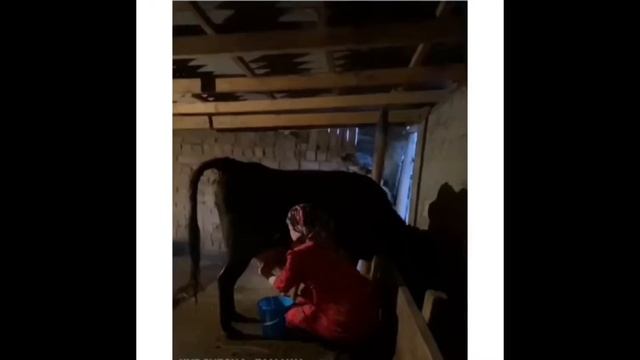 Супер Келинчек. Баарын жасаган келин смотреть онлайн