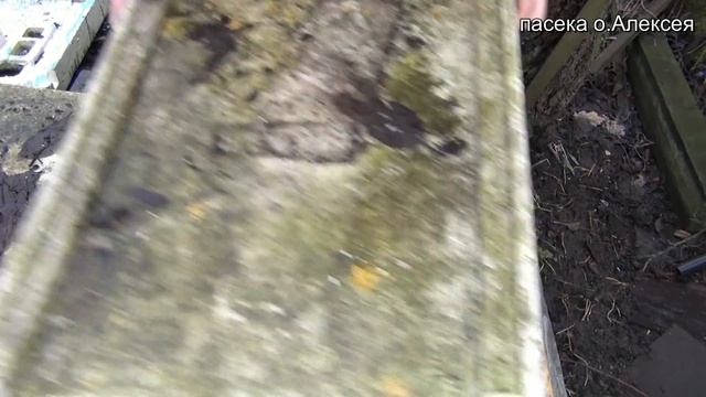 Гибель семей - февраль. Гибель пчёл. смотреть онлайн