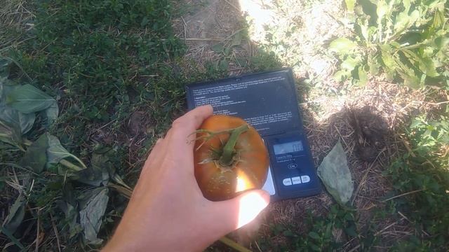 Сорта томатов,которые я буду выращивать на грядке в открытом грунте смотреть онлайн