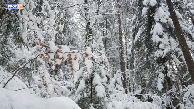Когда оплатят дни без больничного из-за плохого самочувствия смотреть онлайн