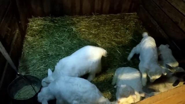 Козлы , козлики в хозяйстве . Продолжение часть 2 ... смотреть онлайн