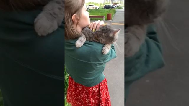 Как выгуливать кошку? смотреть онлайн