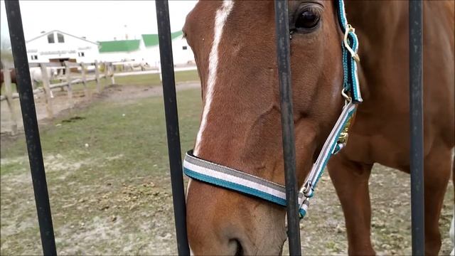 Конноспортивная школа НИУ БелГУ смотреть онлайн