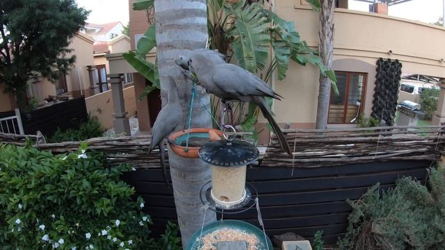 Linda's Garden: My family of African Grey Lurie's: Morning Feeding Time смотреть онлайн