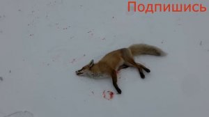 Охота на ЛИСУ в засидке на манок 2017(9)