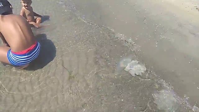 Тысячи мёртвых медуз на пляже. Мариуполь 30.07.20 смотреть онлайн