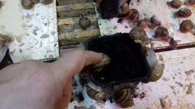 Белорусская улиточная ферма фильм 4 смотреть онлайн