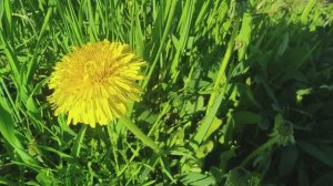 Над жёлтыми полями