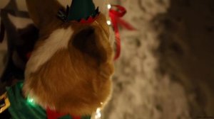 Корги спасает санту.
Topi the Corgi.