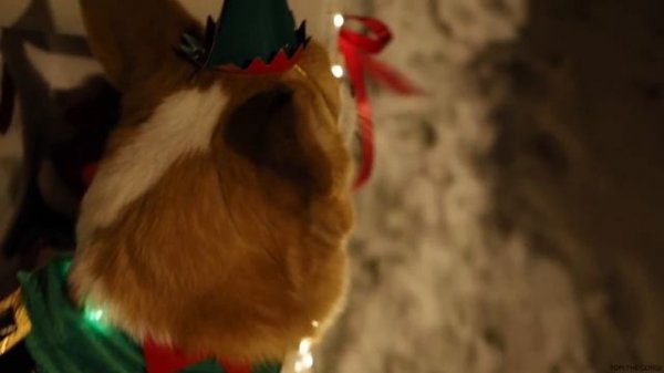 Корги спасает санту.
Topi the Corgi.