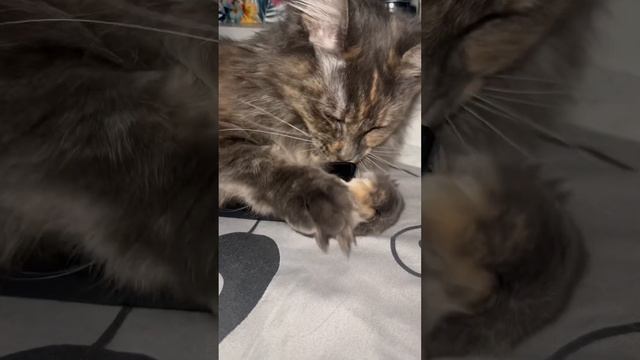 МейнКун отобрал телефон смотреть онлайн