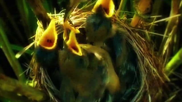 BIRD SONG OPERA смотреть онлайн