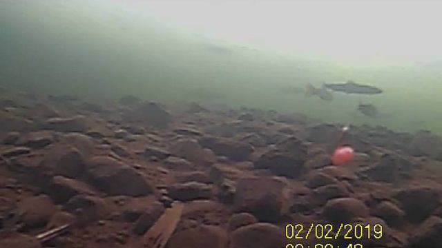 ‼️ РЫБАЛКА И ПОДВОДНАЯ СЪЁМКА КУНДЖИ часть 1‼️ НЕВЕРОЯТНО ПЕРВОЕ ПОГРУЖЕНИЕ . смотреть онлайн