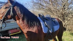 Рынок Лошадей в Урусмартане г Грозный. Цены, . Туман. Жеребцы Кобылы Жеребята разный пород.