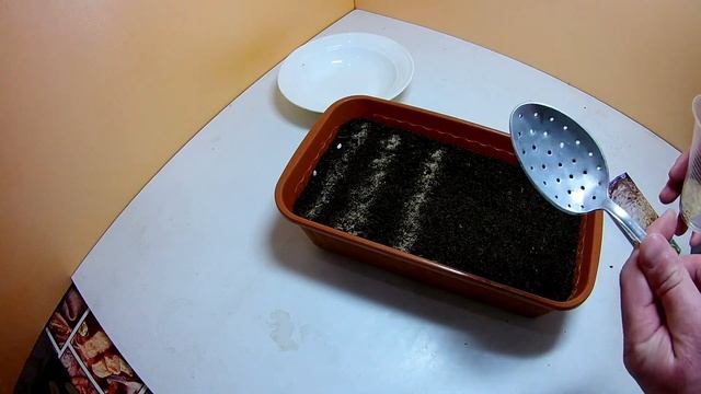 Посев семян сельдерея на рассаду Как посеять корневой сельдерей на рассаду двумя способами смотреть онлайн