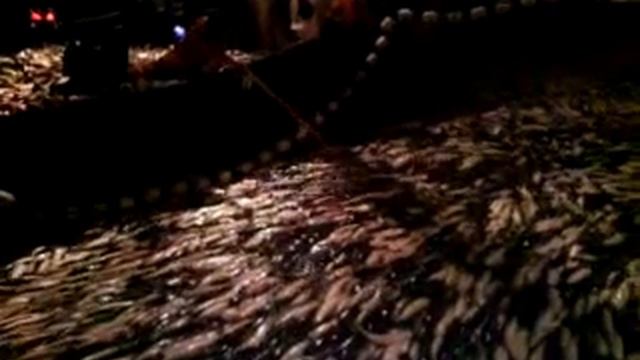 Пиленгас Азовское море 2009 смотреть онлайн