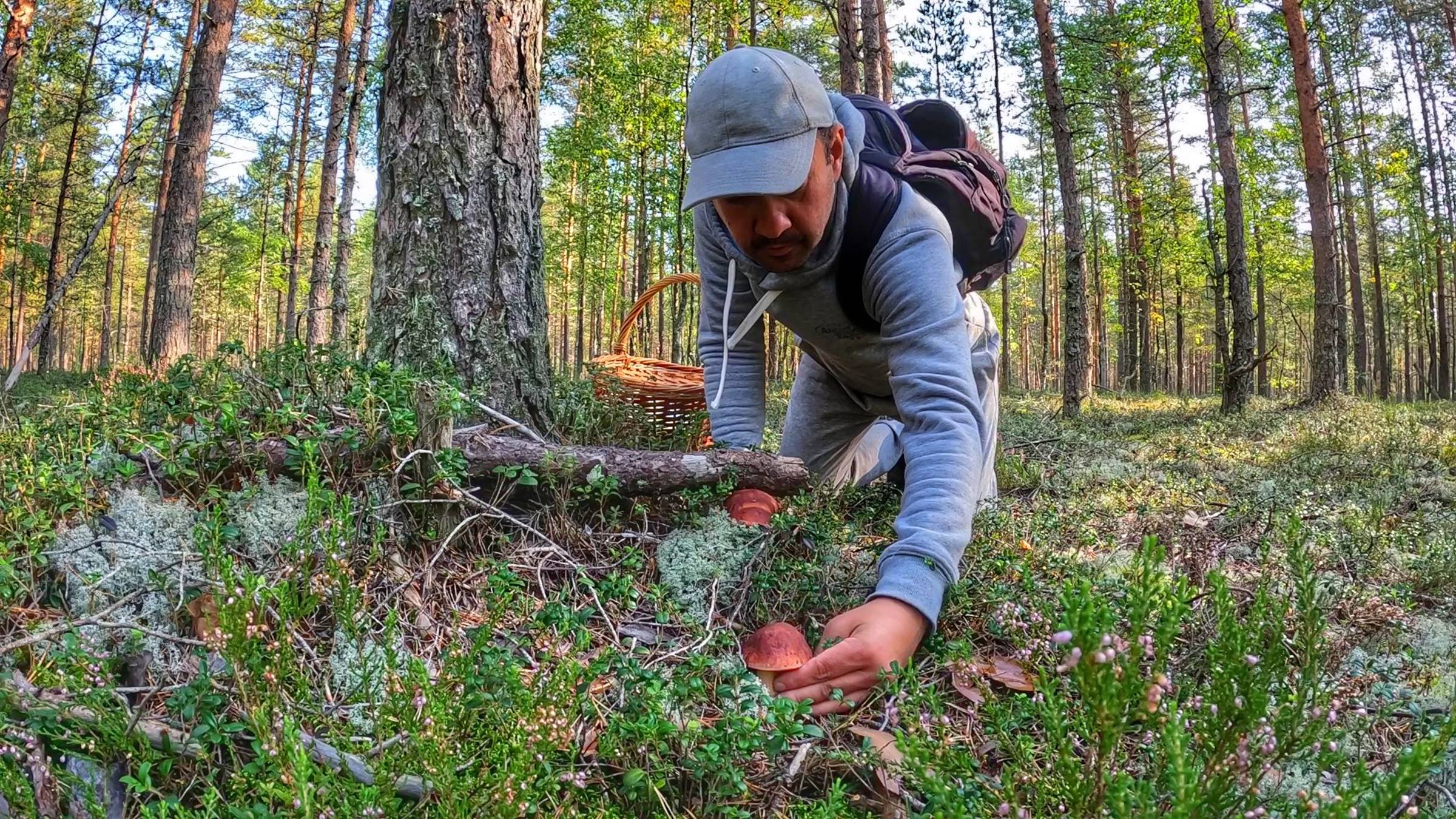РАЙСКАЯ ТИХАЯ ОХОТА В СОЛНЕЧНОМ БОРУ | БОРОВИКИ В БЕЛОМОШНИКЕ - ЭТО ПИК БЛАЖЕНСТВА | ГРИБЫ 2023 смотреть онлайн
