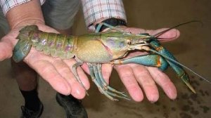 ЛОВЛЯ РАКОВ ЗИМОЙ