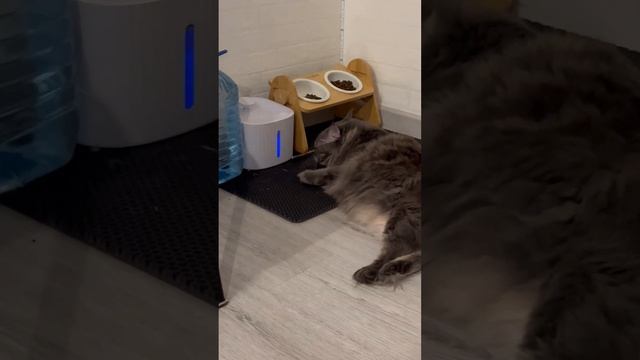 С Новым годом ! Поздравление от Мейн-Кунов Дамбо и Грейс смотреть онлайн