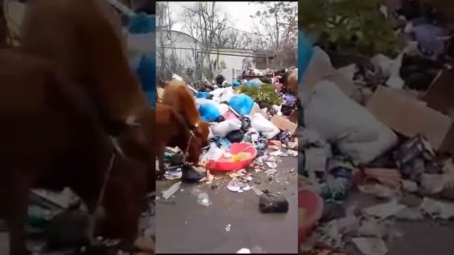 Кизлярские коровы взяли на себя обязанности перерабатывать мусор. смотреть онлайн