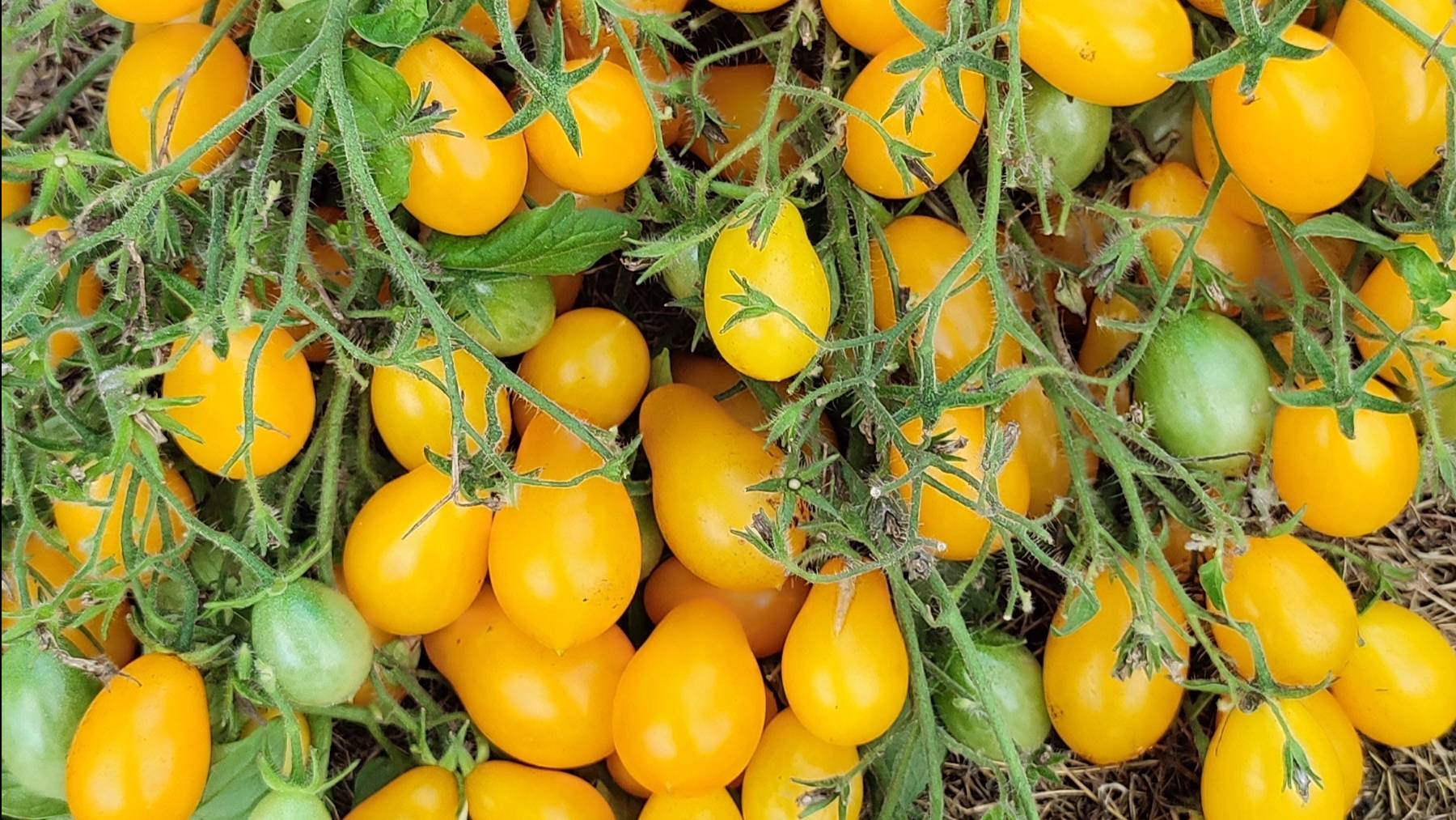 Урожайные сорта томатов для открытого грунта. 2024г. смотреть онлайн