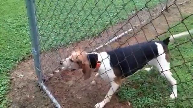 Walker Dog Star baying a trapped coon смотреть онлайн