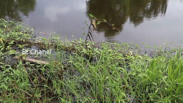 Fishing video 2021 beautiful girl catching fish by fish hook from the pond by use chonlen bait смотреть онлайн