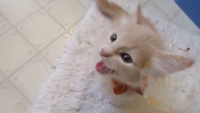 Cats Sing Lost Control by Alan Walker & Sorana | Cats Singing Song смотреть онлайн