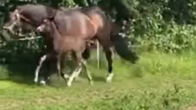 Hengstfohlen SIR HEINRICH x FLORESCO NRW x LIKOTO Lack schwarz смотреть онлайн