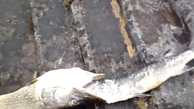 Pike choked by Pike смотреть онлайн
