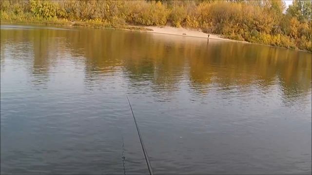 РЫБОЛОВ ИВАНОВИЧ.ГОЛАВЛЬ,ГУСТЕРКА И СОРОЖКА. смотреть онлайн