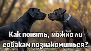 Собачий этикет: важные моменты