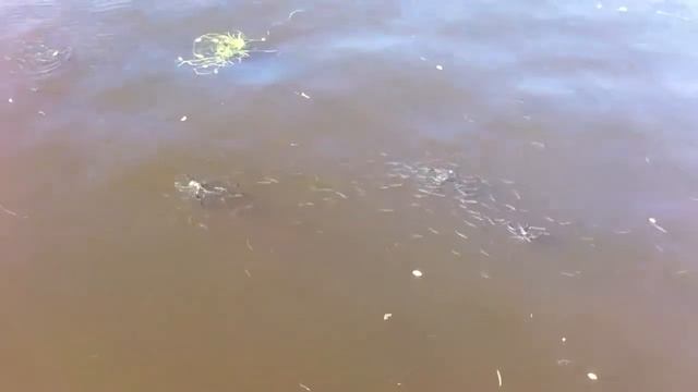 Рыба в Фонтанке смотреть онлайн